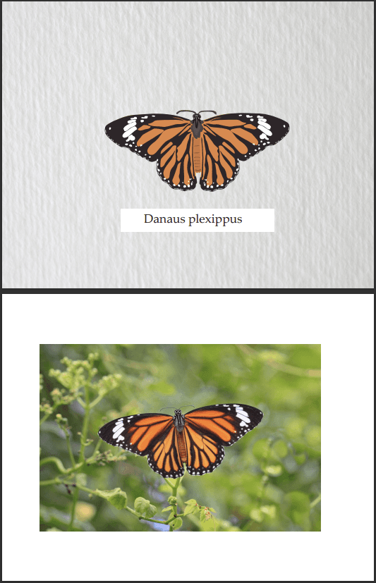 A project I worked on: Recreating a butterfly in Illustrator