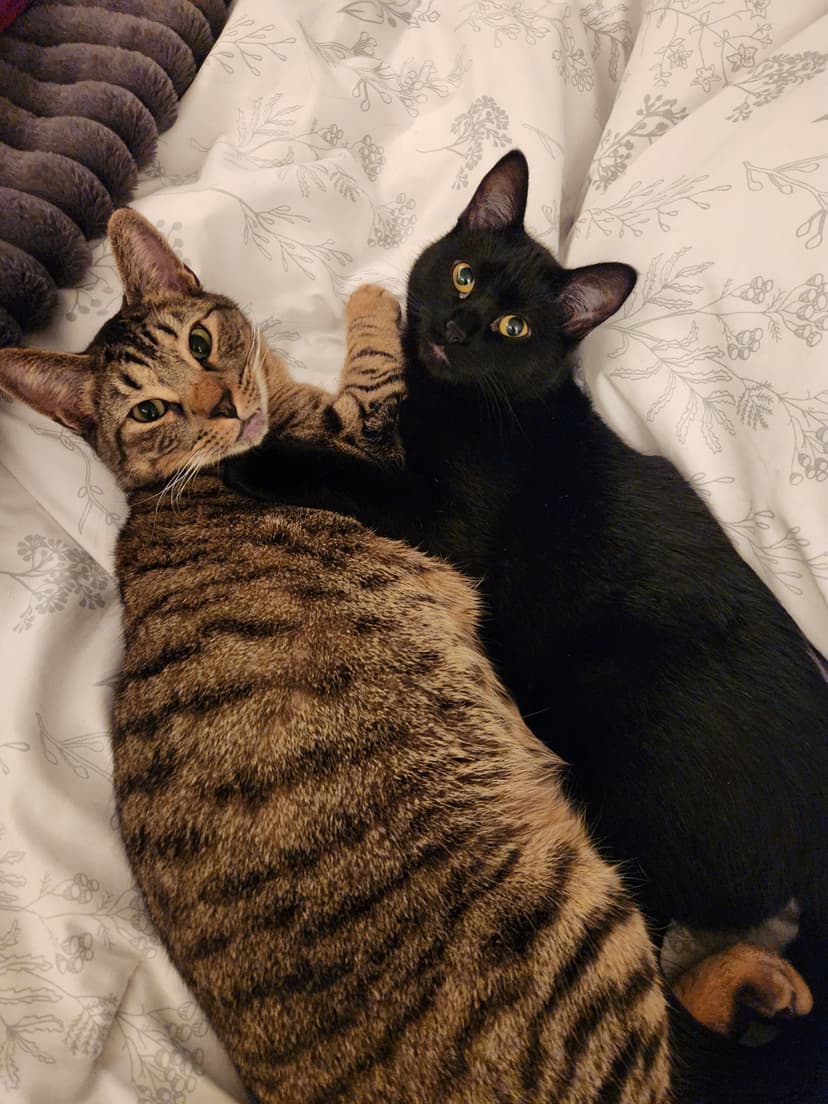 Meet my cats who keep me company while I work.